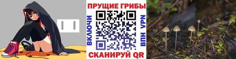 Псилоцибиновые грибы Psilocybe  Медынь 